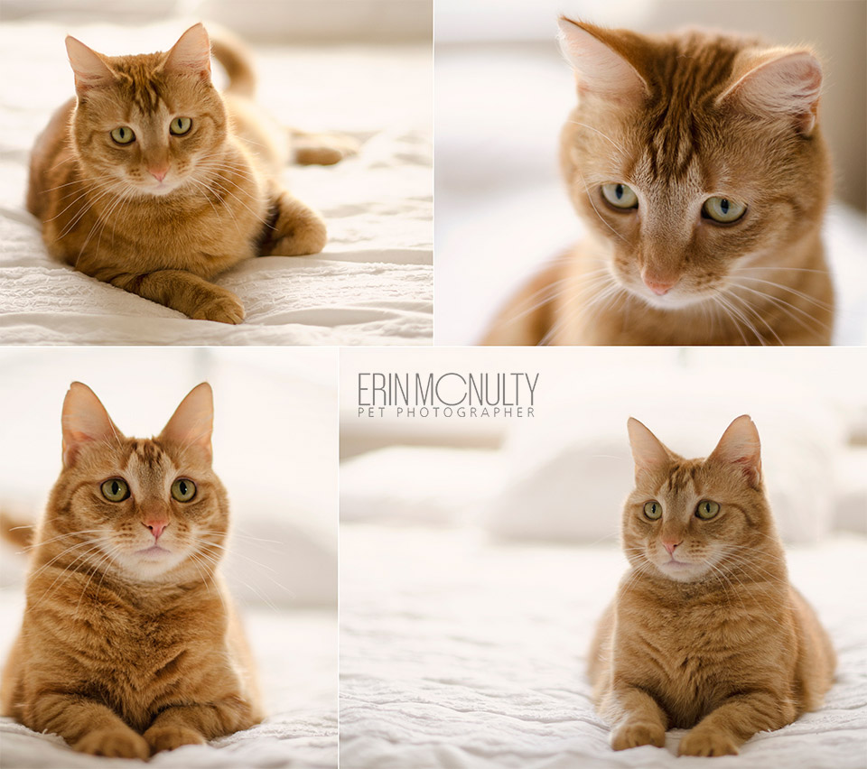 Ginger-Cat-Photography-Australia-Melbourne