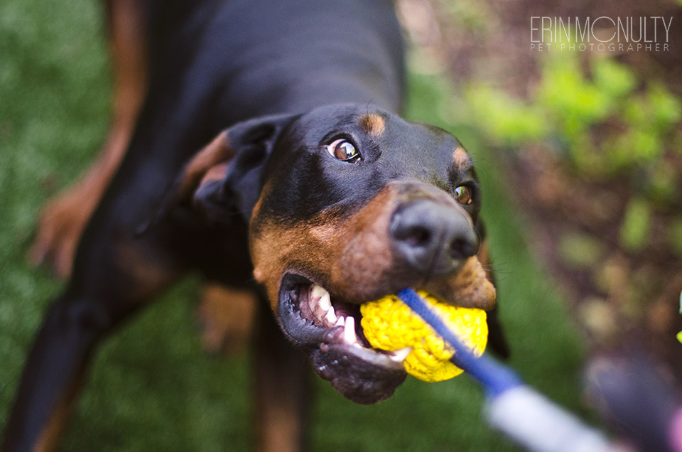 Milo-the-Doberman-Melbourne-Dog-Photography