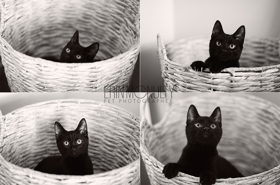 Black-Cat-Melbourne-Pet-Photographer