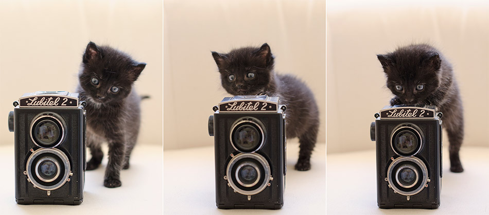 Cat-and-Kitten-Professional-Pet-Photography-Australia