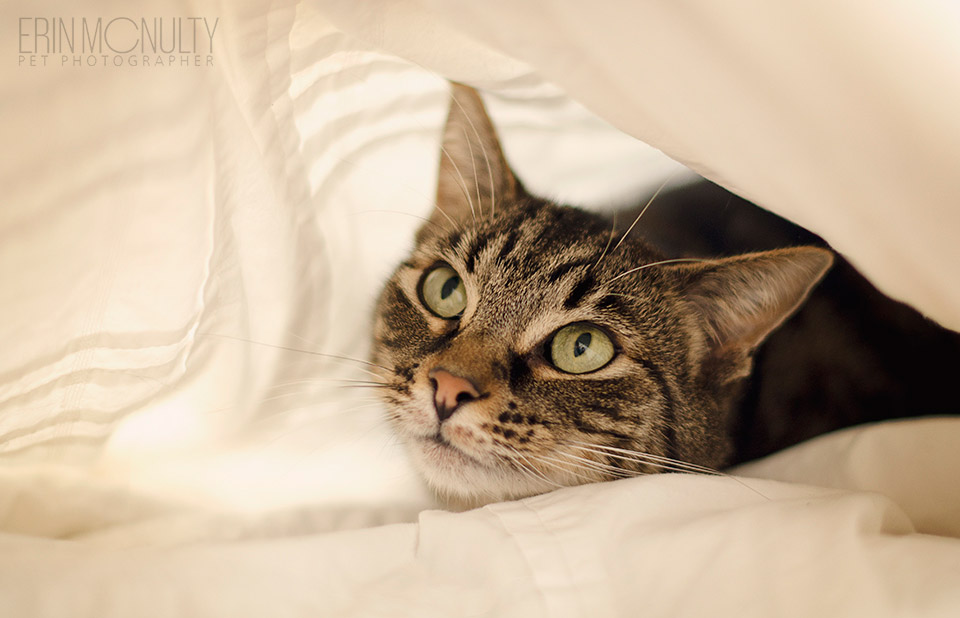 Cat-in-a-bed
