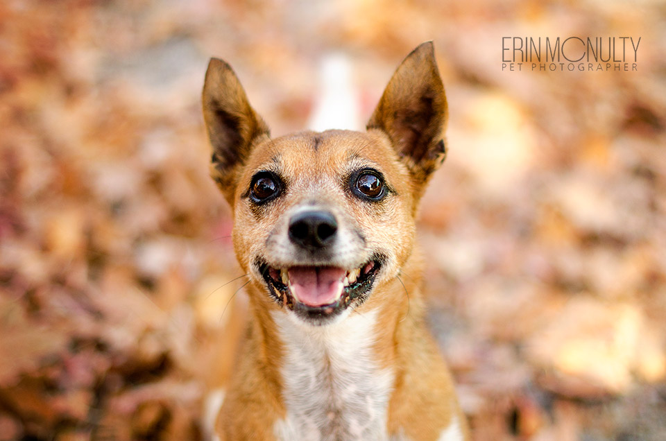 Dog-Photography-Ringwood-Melbourne