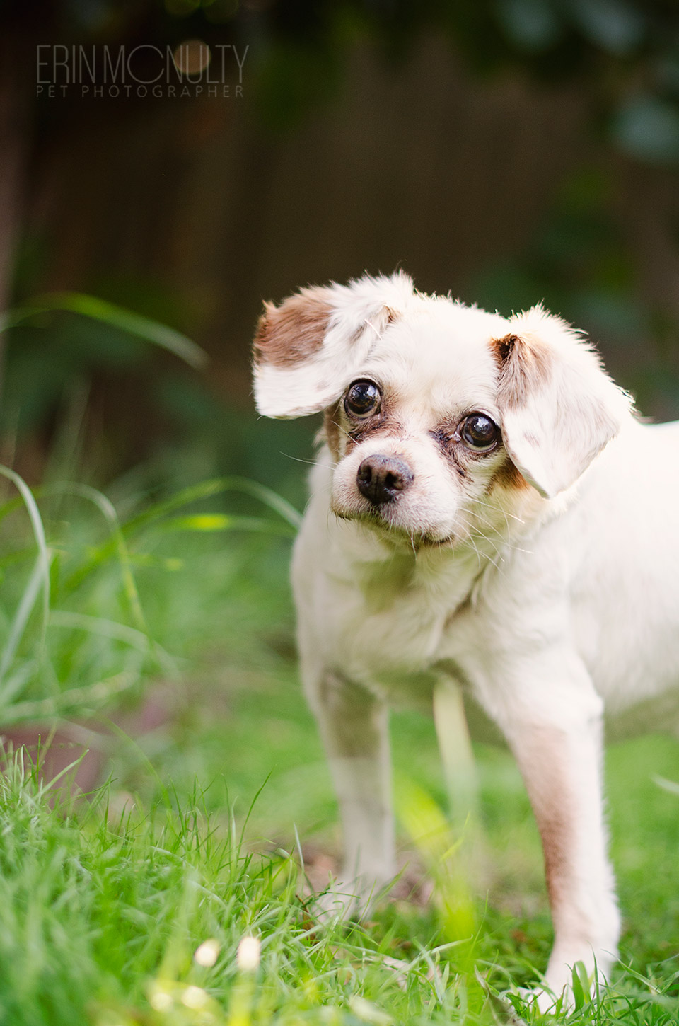 Dog-Photography-Tips-Melbourne