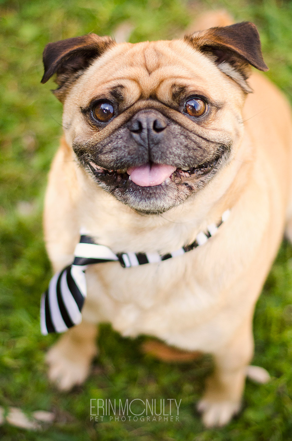 Melbourne-Pug-Dog-Photography