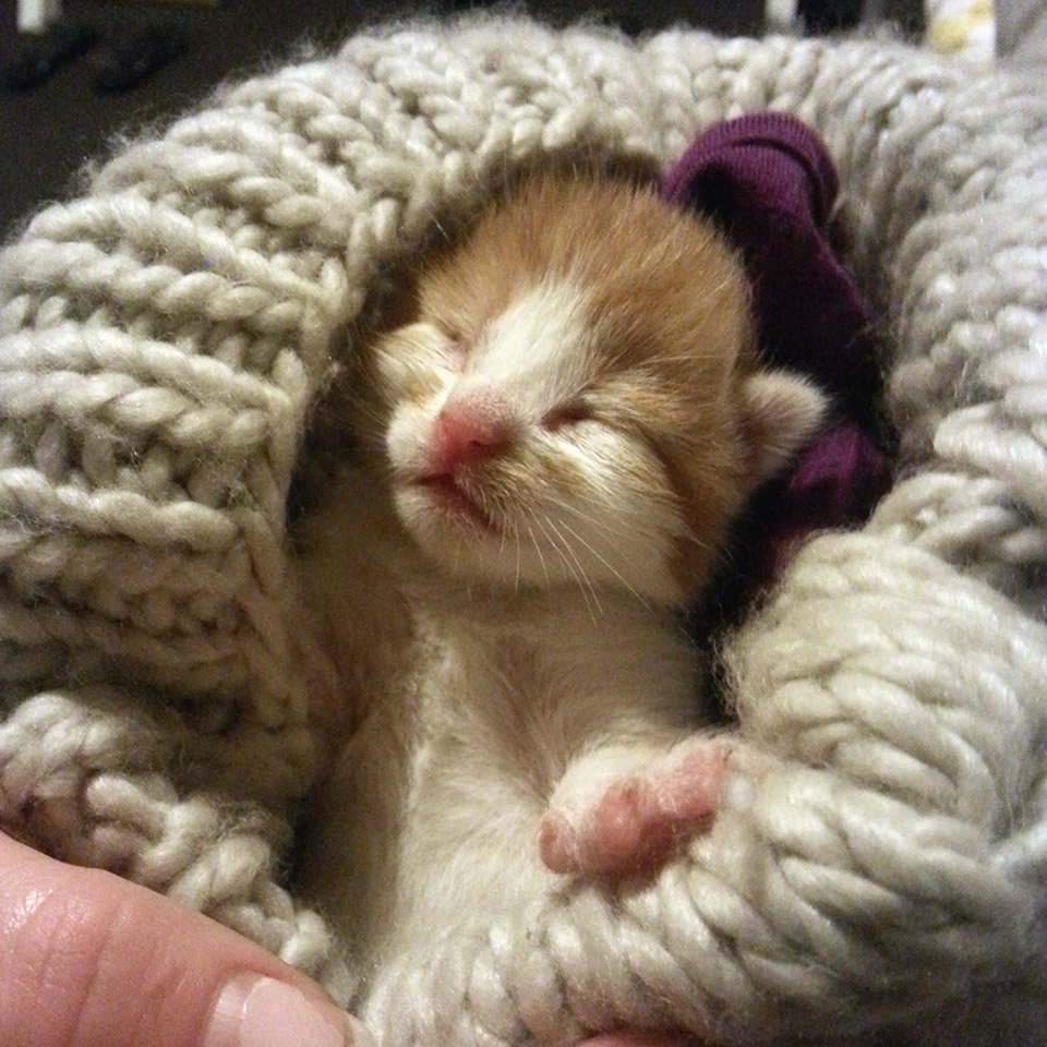 Newborn-rescue-kitten-Melbourne