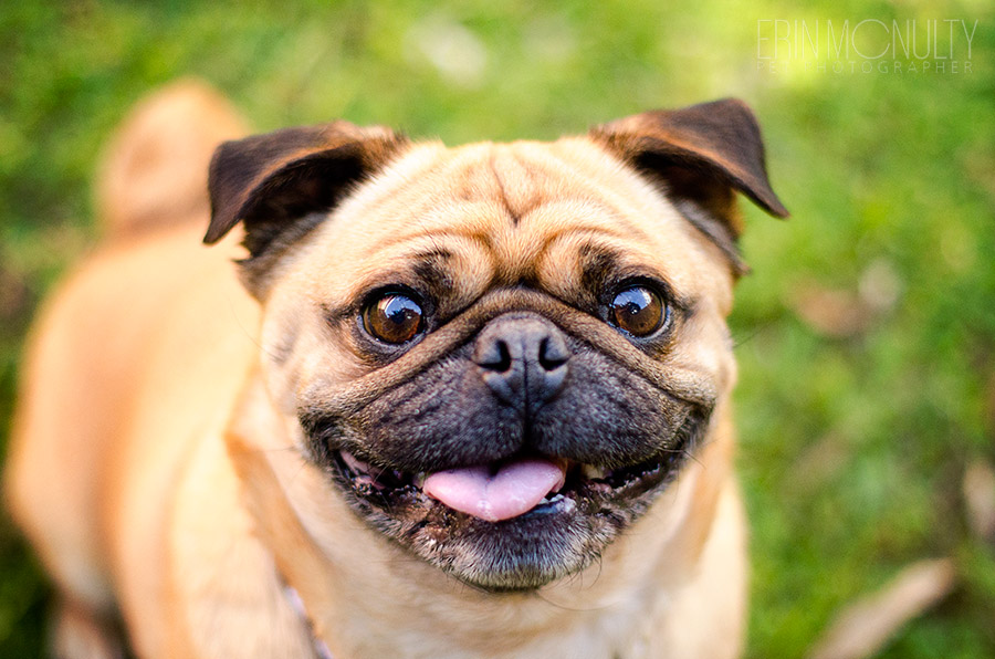 Pug Dog Photography Moonee Ponds Melbourne10