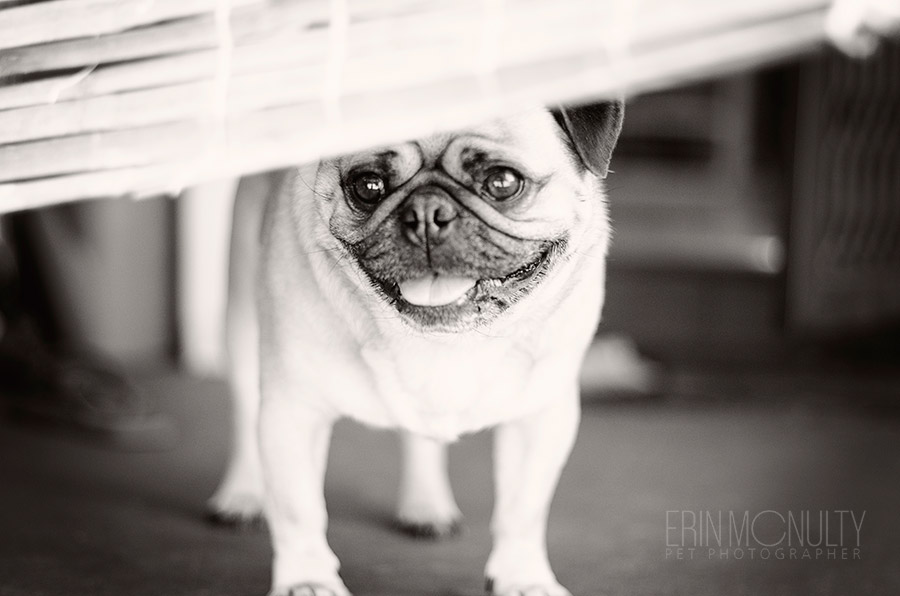 Pug Dog Photography Moonee Ponds Melbourne13