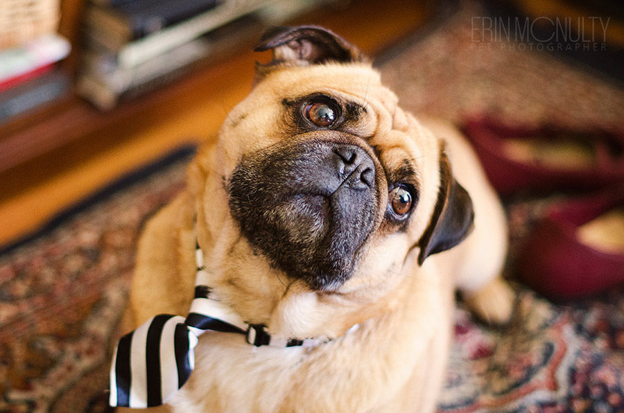 Pug Dog Photography Moonee Ponds Melbourne16