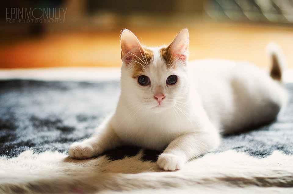 His favourite toy in the world - the rug