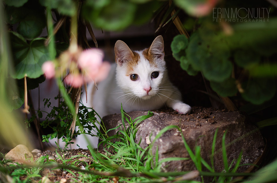 Hunting rocks for his humans