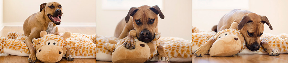 Ridgeback-Cross-Melbourne-Dog-Photographer