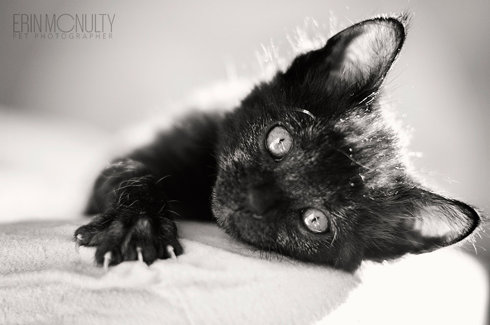 Smoke-Tabby-Rescue-Kitten-Photography-Melbourne