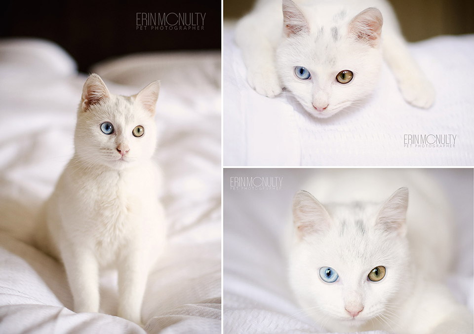 White-cat-different-coloured-eyes-melbourne-pet-photos