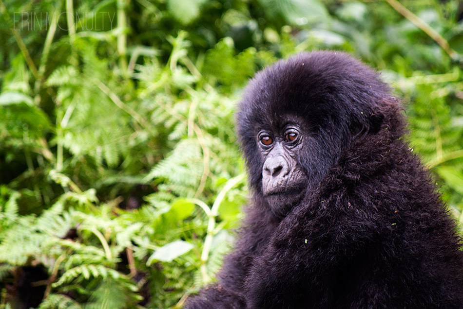 Baby-Mountain-Gorilla