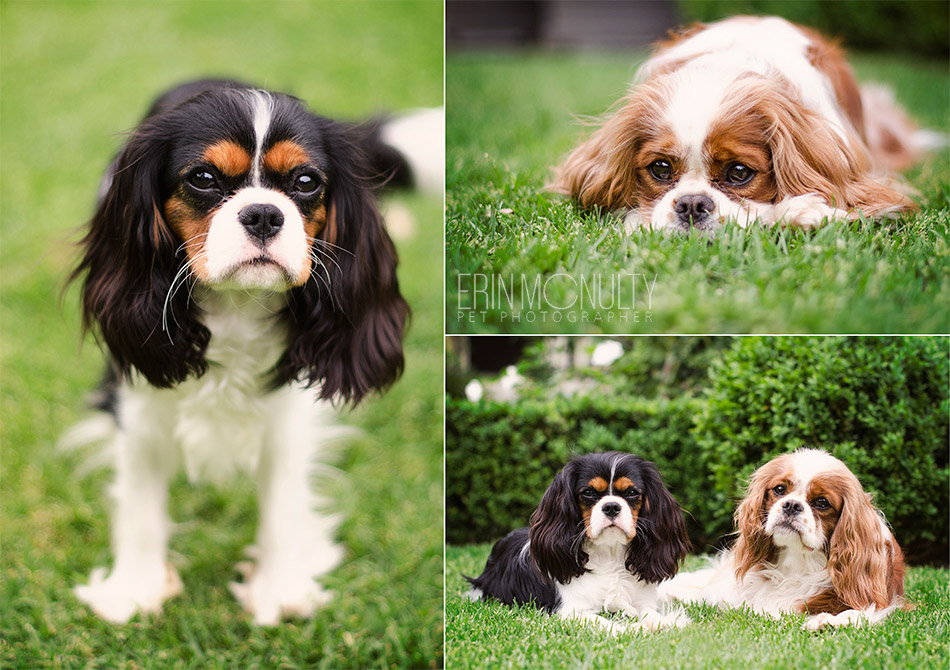 Cavalier-Spaniel-Melbourne-Dog-Photography