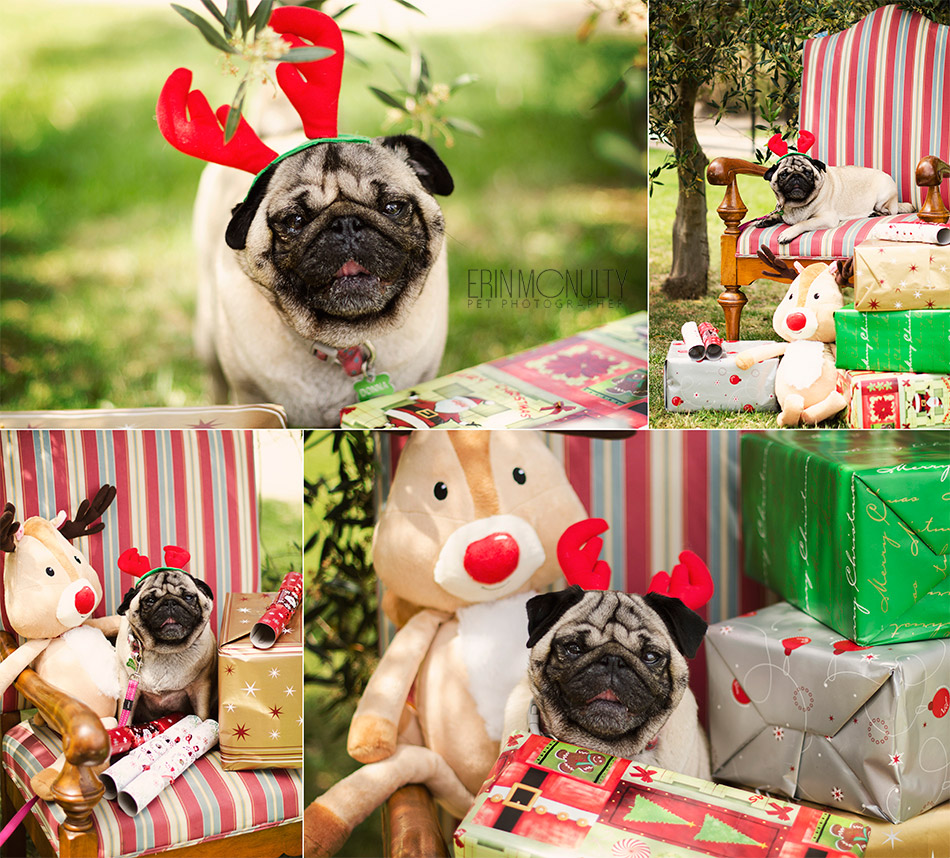 Donna-The-Pug-RSPCA-Christmas-Santa-Paws-Melbourne