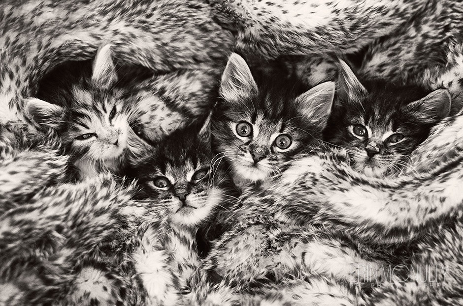 Four-Tabby-Kittens-Black-and-White