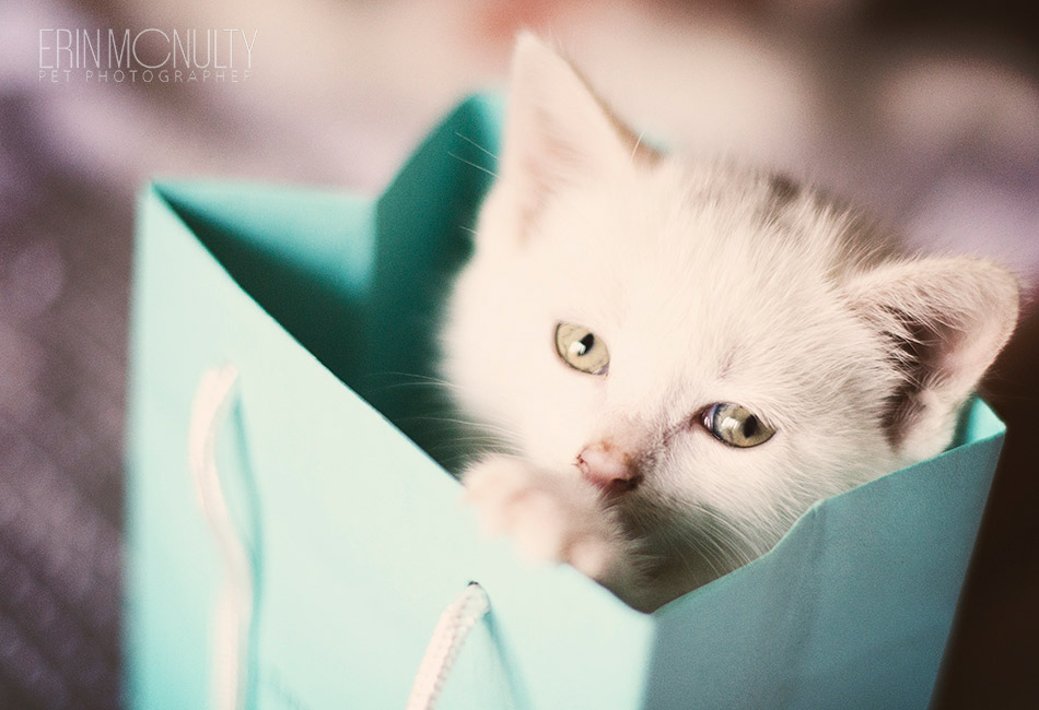 Kitten-in-Tiffany-Bag-Melbourne-Pet-Photographer