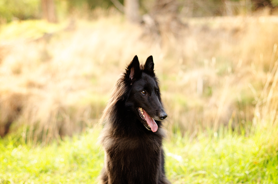 Erin McNulty Melbourne Professional Cat and Dog Photography03