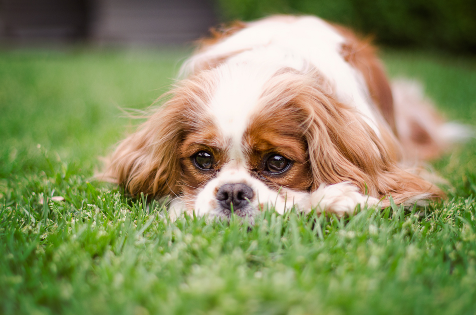 Erin McNulty Melbourne Professional Cat and Dog Photography05