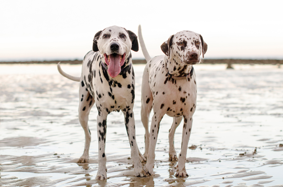 Erin McNulty Melbourne Professional Cat and Dog Photography06