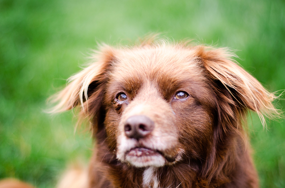 Erin McNulty Melbourne Professional Cat and Dog Photography15