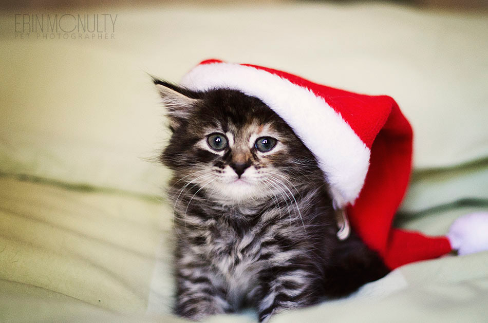 Kitten-in-a-Christmas-Hat-Melbourne-Cat-Photography