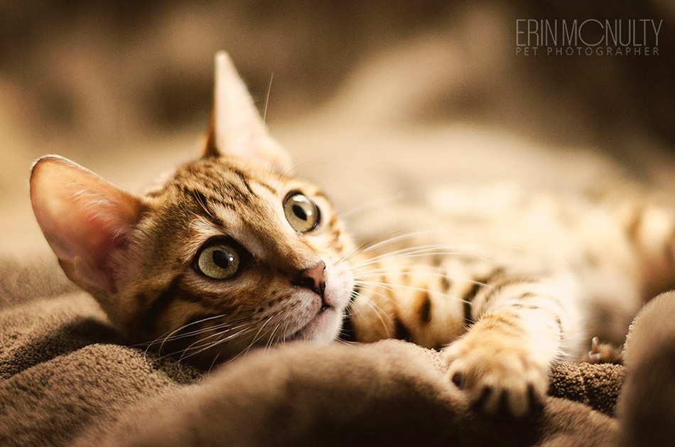 Bengal-Cat-Photography-Australia