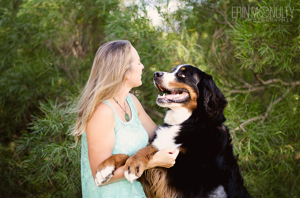 Bernese-Mountain-Dog-Melbourne-Pet-Photographer