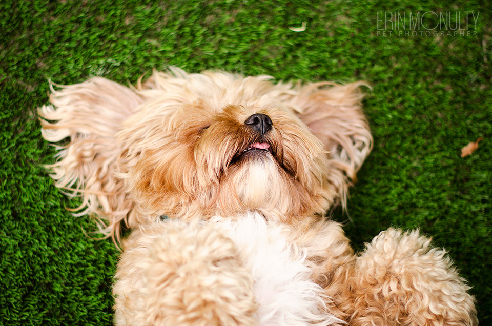 Pet-Cavoodle-Dog-Photography-Melbourne-Australia