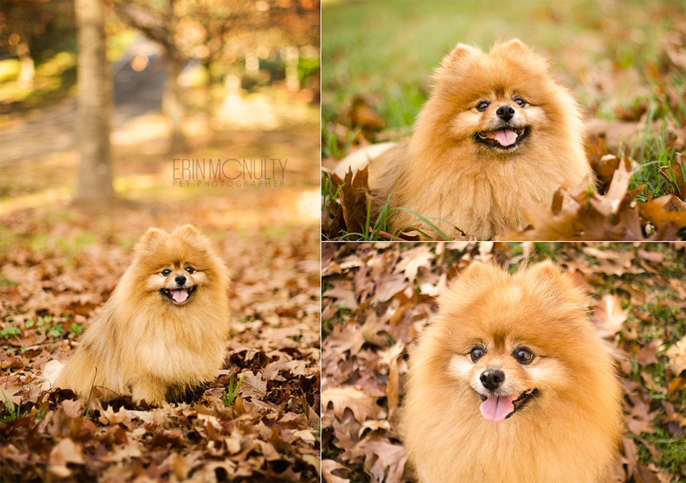 Sam-the-pomeranian-melbourne-dog-photographer