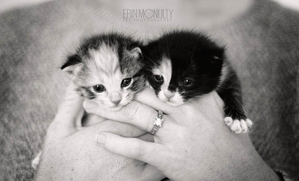 cat-and-kitten-rescue-photographer-melbourne