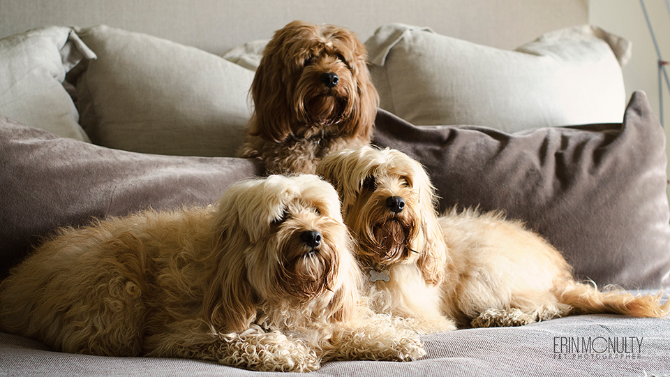 melbourne-cavoodle-dog-photographer