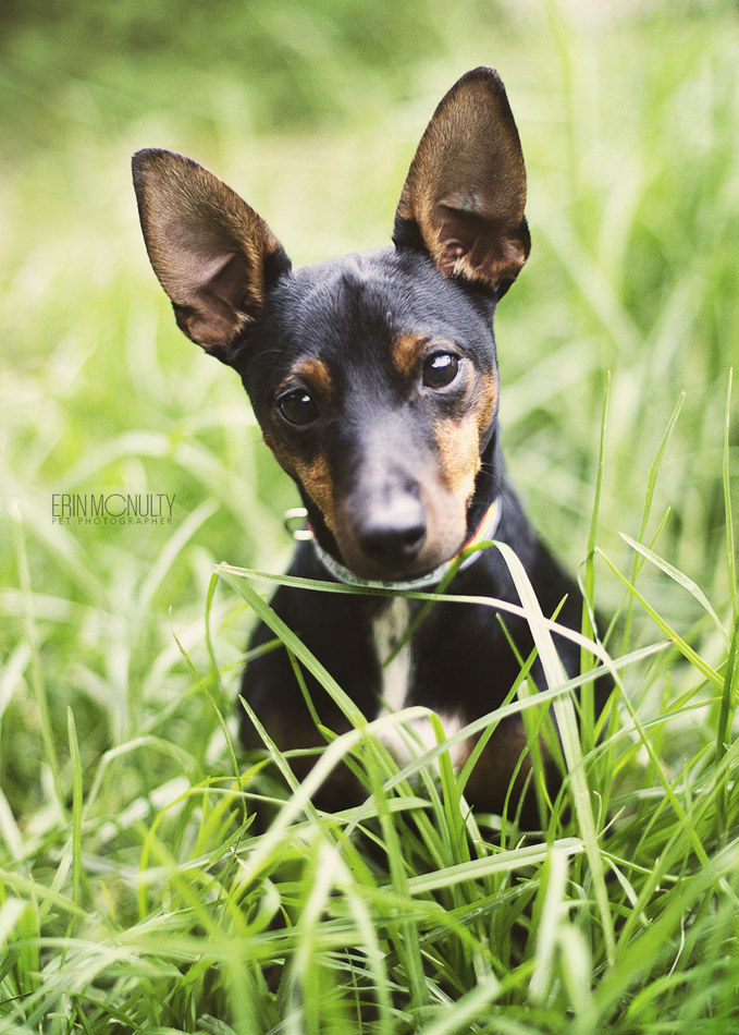 mini foxy x chihuahua